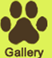 gallery nav button