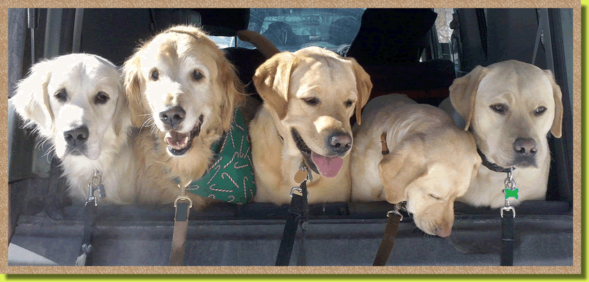 five dogs in a truck