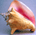 b_conch35.gif