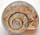 b_spiral35.gif