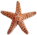b_starfish.gif